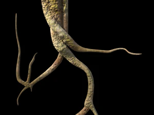 roots or vines pack low-poly 3D Model