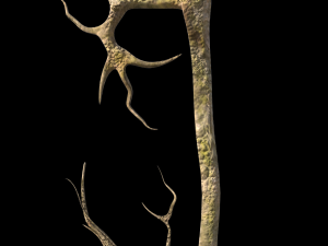 roots or vines pack low-poly Model 3D