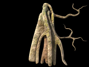 roots or vines pack low-poly 3D Model
