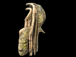 roots or vines pack low-poly 3D Model
