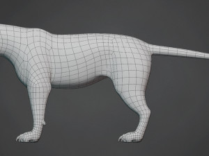 lion big cat base mesh Model 3D