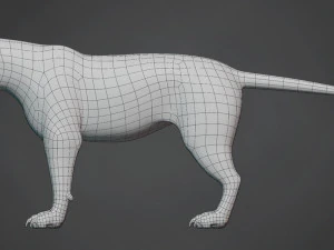 lion big cat base mesh 3D Model