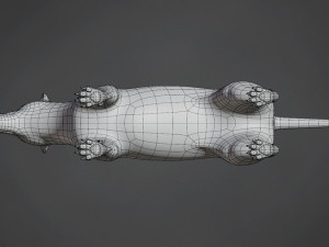 wolf base mesh 3D Model