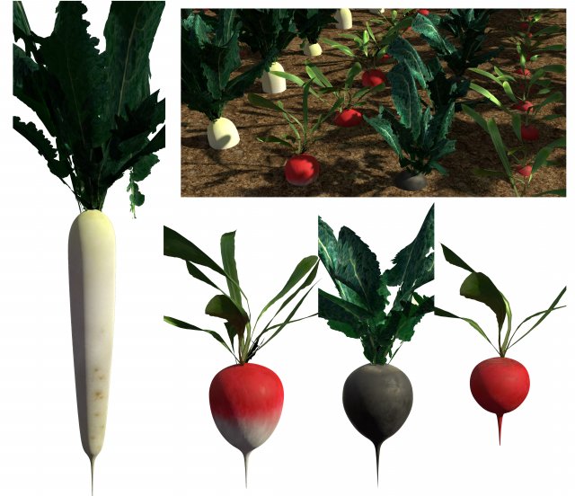 3d radish pack 3D Model .c4d .max .obj .3ds .fbx .stl .blend 
