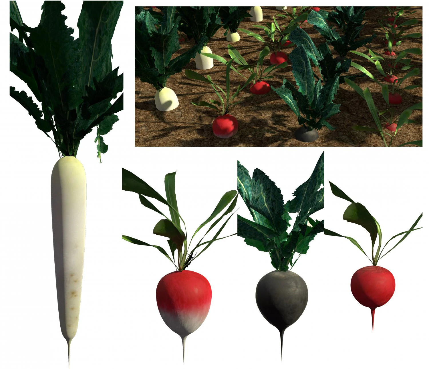 3d radish pack 3D Model .c4d .max .obj .3ds .fbx .stl .blend