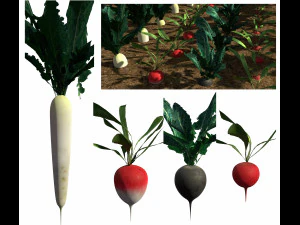 3d radish pack 3D Model