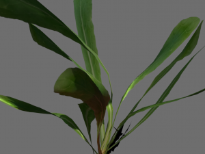 3d radish pack 3D Model