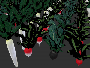 3d radish pack 3D Model