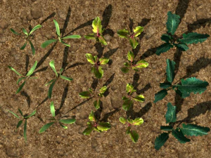 3d vegtable pack model 3D Model