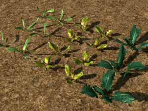 3d vegtable pack model 3D Model