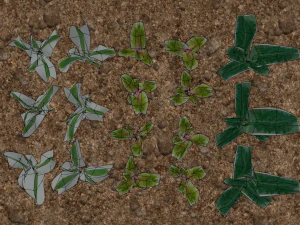 3d vegtable pack model 3D Model