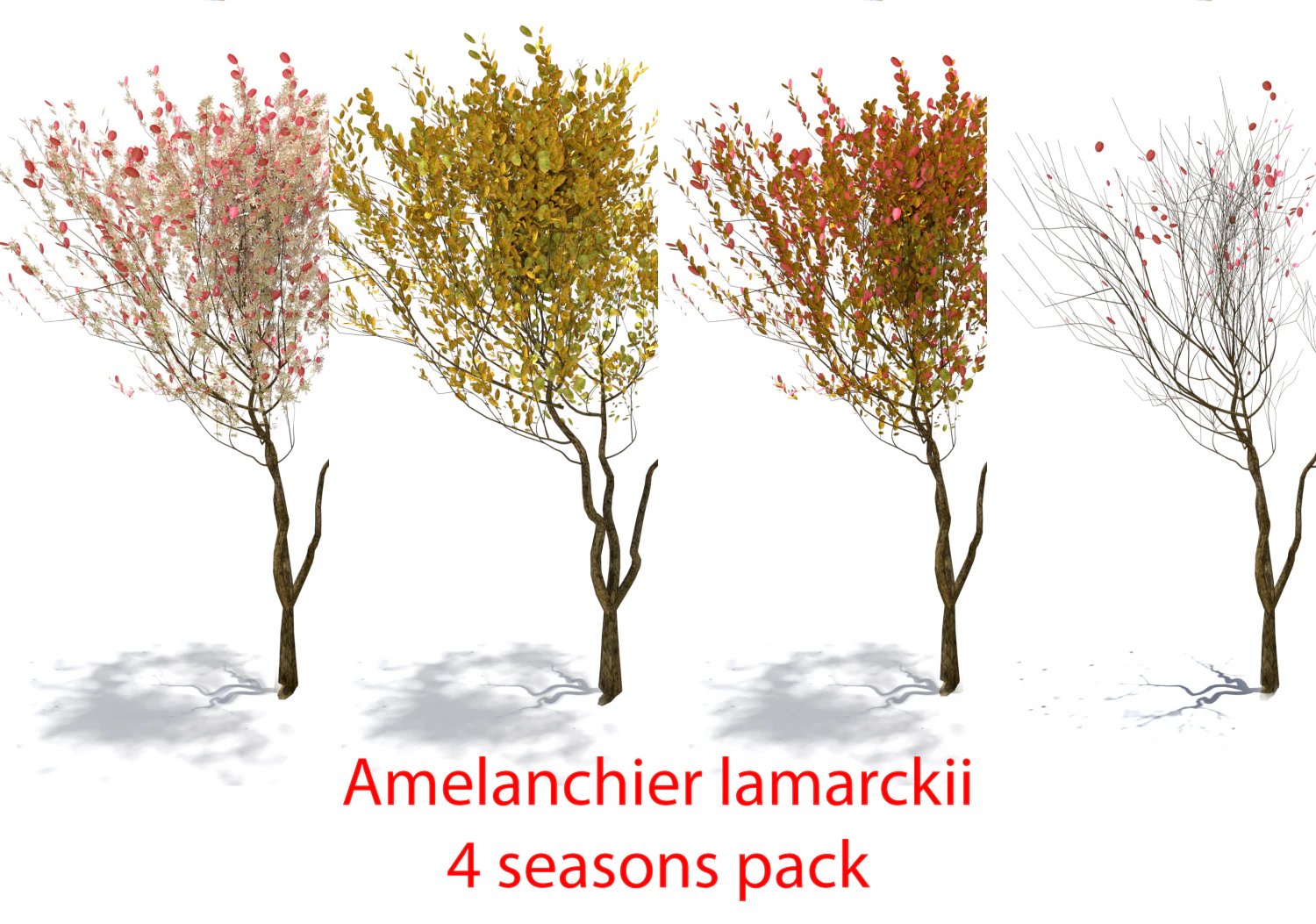 4 seasons amelanchier lamarckii bush pack model 3D Model .c4d .max .obj .3ds .fbx .stl .blend 