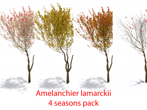 4 seasons amelanchier lamarckii bush pack model 3D 모델