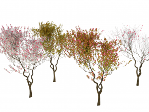4 seasons amelanchier lamarckii bush pack model Model 3D
