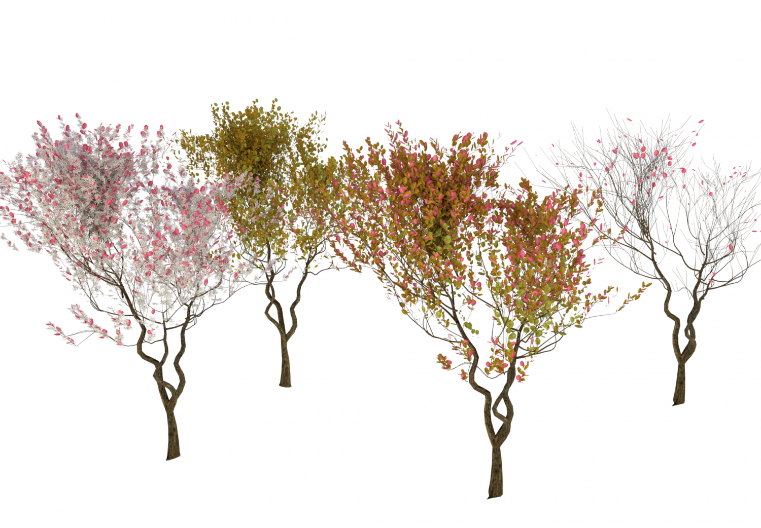 4 Seasons Amelanchier Lamarckii Bush Pack Model 3d Model In Tree 3dexport