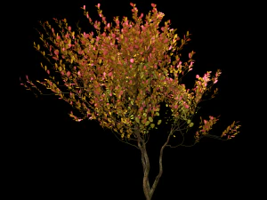 4 seasons amelanchier lamarckii bush pack model 3D Model