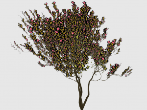 4 seasons amelanchier lamarckii bush pack model Model 3D