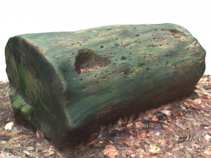 3d sawn of tree part model 3D 모델