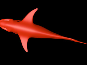 tiger shark Model 3D