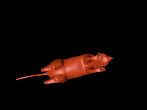squirrel Model 3D