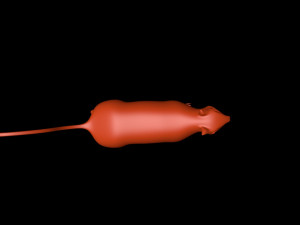 squirrel Model 3D