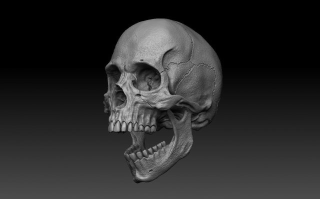 skull human 3D 모델 .c4d .max .obj .3ds .fbx .stl .blend 