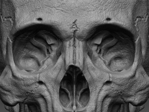 skull human 3D 모델
