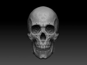 skull human 3D 모델