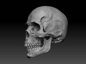 skull human 3D 모델