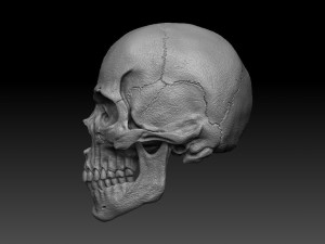 skull human 3D 모델