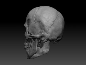 skull human 3D 모델