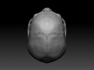skull human 3D 모델