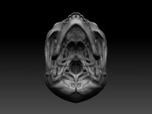 skull human 3D 모델