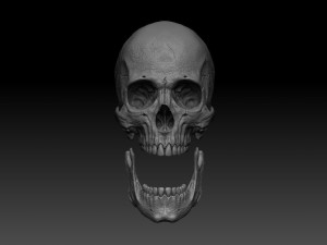 skull human 3D 모델