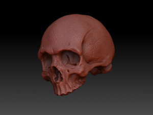 skull human 3D Model