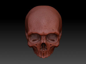 skull human 3D Model