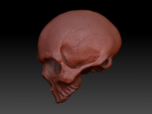 skull human 3D Model