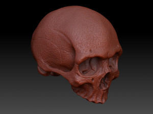 skull human 3D Model