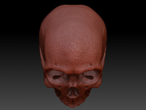 skull human 3D Model