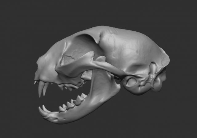 skull cat Modèle 3D .c4d .max .obj .3ds .fbx .stl .blend 