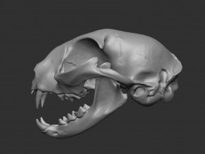 skull cat 3Dモデル