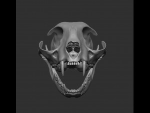 skull cat Modèle 3D