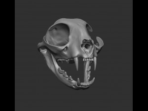 skull cat Modèle 3D