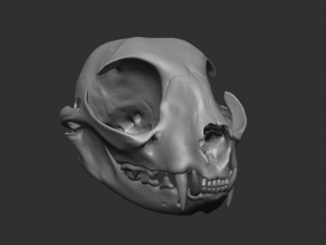 skull cat Modèle 3D