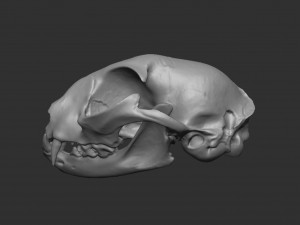 skull cat Modèle 3D