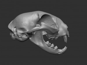 skull cat Modèle 3D