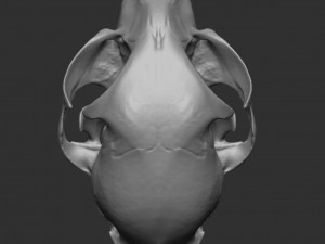 skull cat Modèle 3D