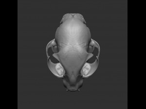 skull cat Modèle 3D