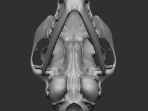 skull cat Modèle 3D