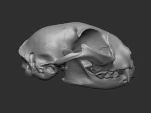 skull cat Modèle 3D